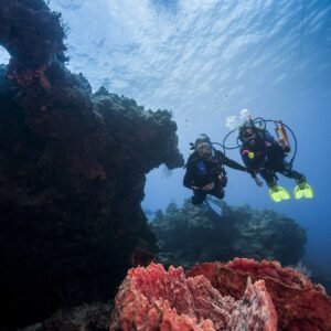 Night or Early Morning Dive