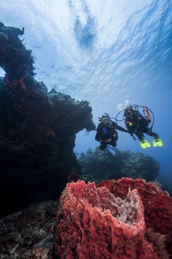 Night or Early Morning Dive