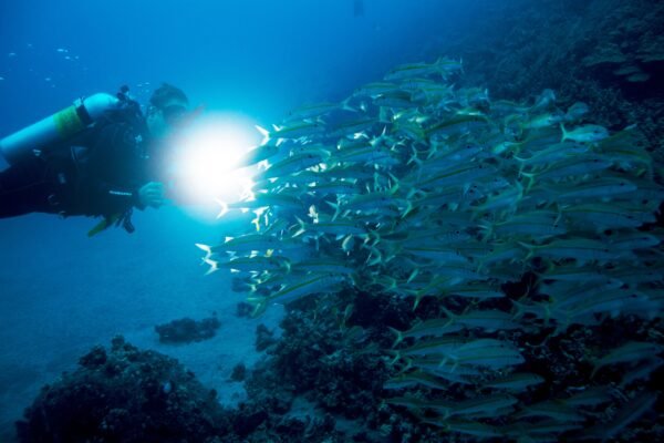 Night Diver